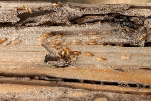 Best Best Pest Control Companies  in Mono Vista, CA