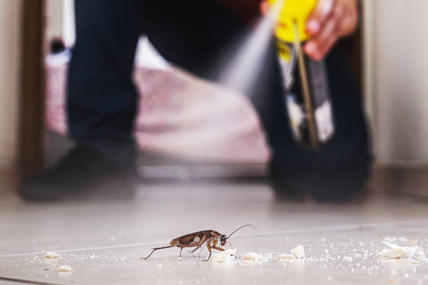 Best Flea Control Services  in Mono Vista, CA
