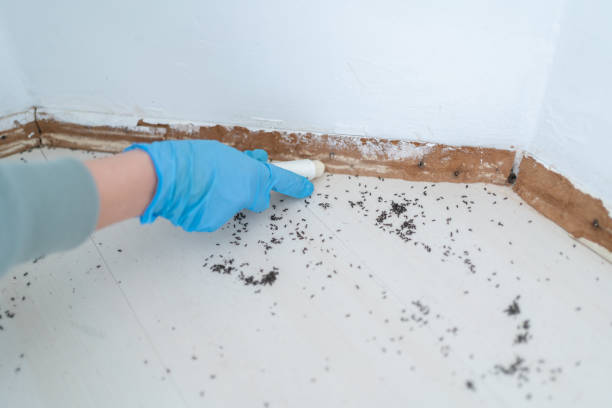 Best Pest Control for Restaurants  in Mono Vista, CA